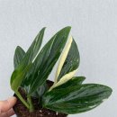 레이아나 네이버블로그