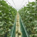 이재성농장 이미지