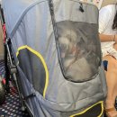 블리빵빵 이미지