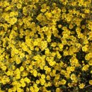 창녕군성산면대견보건진료소 | 대구시 경계 12구간(대암 2리[샛골]~본말 2리[개실 마을])