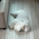 봉봉애견카페호텔 이미지