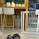 댕냥잇츠 이미지