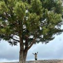 도청도예 | 제주 애월 항파두리항몽유적지 나홀로나무 위치 숲길 산책로 무료입장 아기랑 가볼만한곳