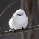 미스터스시강 | 일본 홋카이도 오타루 여행 / 오르골당, 오타루 운하 / 맛집 와라쿠 스시, 르타오 본점, 로카테이