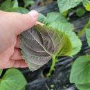 깻잎농원 이미지