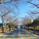 소보리애 이미지