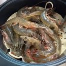 태안로 | [화성] 병점 해산물 대하 제철새우 맛집 “선창수산” (밴드/가격/포장/후기)