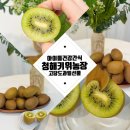 청해농장 | 아이들간식 [청해키위농장 스위트 골드 키위] 신품종골드키위 활용법, 7세 후기