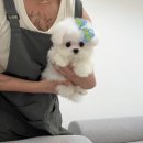 미라클 그루밍 이미지