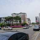 호매실벚꽃음식문화거리 이미지