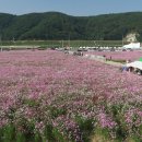 메밀영농조합법인 이미지