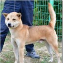 까치말진돗개농장 이미지