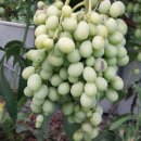 싱싱마트 - 의정부시 평화로 671-7 | 싱싱마트
