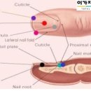 EDGE네일 이미지