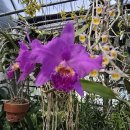 Cattleya luddemaniana var. rubra × sib 이미지