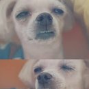 브라운파스타 네이버블로그