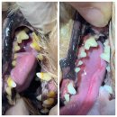 웰니스동물병원(수완점) 이미지