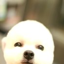 보라애견 이미지