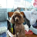 더 도그맘 네이버블로그