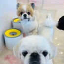 쏭쏭애견유치원 이미지