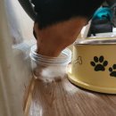 검프코리아 이미지