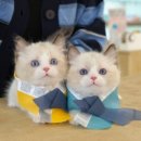 온천장고양이 이미지