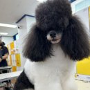 부천에이스애견미용학원