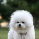 프리제(frise) 이미지