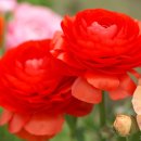 라임나무 이미지