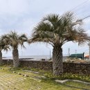 비에노즈 | 제주 협재 가성비 만족한 풀빌라 펜션 비에노즈 후기