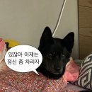 [진돗개애곰] 가성비갑, 셀프강아지간식만들기