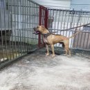 똥강아지 이미지