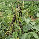 철이농장 이미지