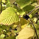 병아리공원 이미지