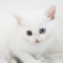 제이제이펫 이미지