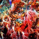 제주연안 연산호 군락지 이미지