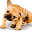 서래동물병원 이미지