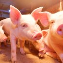 억대축산 이미지