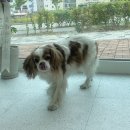 미용천하 네이버블로그