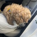 바비펫살롱 이미지