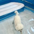 행복애견 이미지