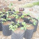 승현1농장 이미지