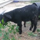 영소 농장 이미지