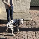 행복한 꿈 차오름태권도 | 부산교대 대학원 국제현장조사프로그램 - 핀란드 방문 후기(2025.8.18.~2025.8.25.)