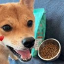 펫스미스 이미지