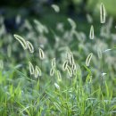 강아지풀 이미지