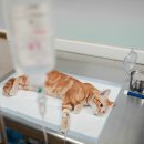 닥터멍동물병원 이미지