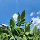 해오름농장 2 이미지