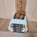 우리켄넬 이미지