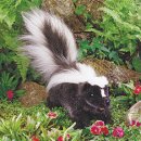 Skunk....방귀냄새...ㅎㅎ 이미지